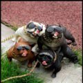 រូបឆ្កែតាំងក្នុងឡាន - Car Bulldog Decoration - Image 8