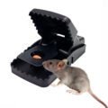 អង្គប់កណ្ដុរ - Rat Trap