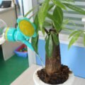 ជ័រស្រោចផ្កា - 2pcs Plant Water Sprinkler - Image 4