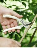 កន្ត្រៃកាត់មែកឈេី - Pruning Garden Scissors - Image 9
